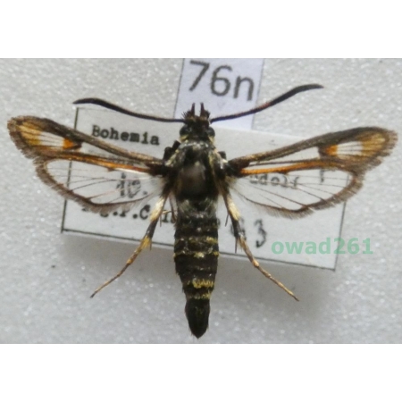 Bembecia albanensis (Rebel, 1918) Czech76n